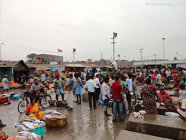 Kasimedu Fishing Market is always a busy one, whether it is a week end or weekdays it is always a busy market.
